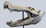 devlerin-avcisi-dinozorlarla-beslenen-timsah-kesfedildi-JOE1arZY.jpg