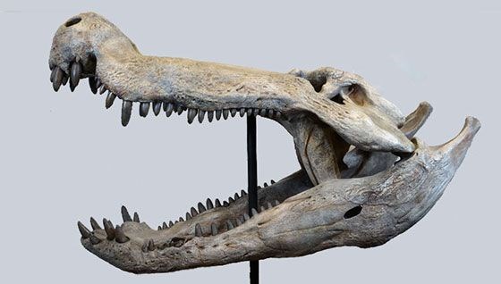 Devlerin avcısı: Dinozorlarla beslenen timsah keşfedildi