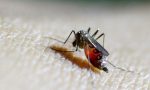 dsoden-buyuk-salgin-uyarisi-chikungunya-virusu-suratle-yayiliyor-Sit59wBt.jpg