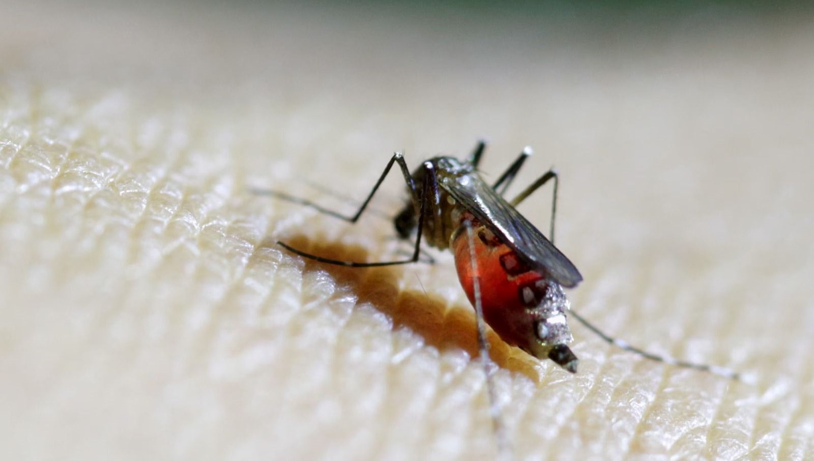 DSÖ’den “büyük salgın” uyarısı: Chikungunya virüsü süratle yayılıyor