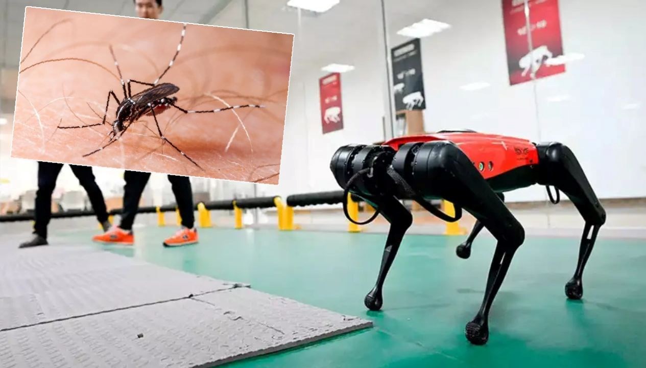 Hong Kong “chikungunya” ile uğraşında robot köpekleri kullanacak