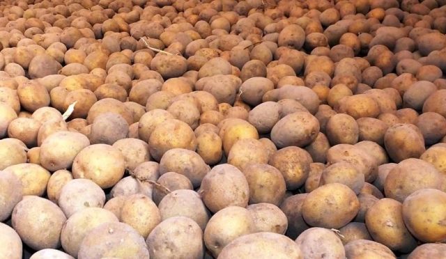 patatesin-sirri-cozuldu-atalarindan-biri-cok-sasirtacak-garFGIsO.jpg