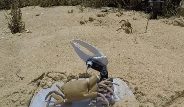 robotlar-ve-canlilar-ortasinda-savas-basladi-robot-yengec-kesimlere-ayrildi-xziXqIhA.jpg
