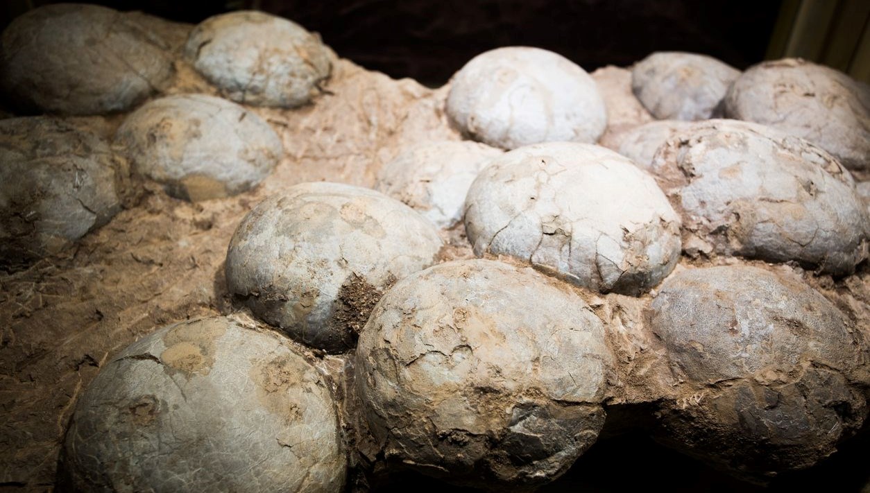 Tarihte birinci kere bir dinozor yumurtasının yaşı hesaplandı